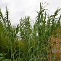 Arundo donax